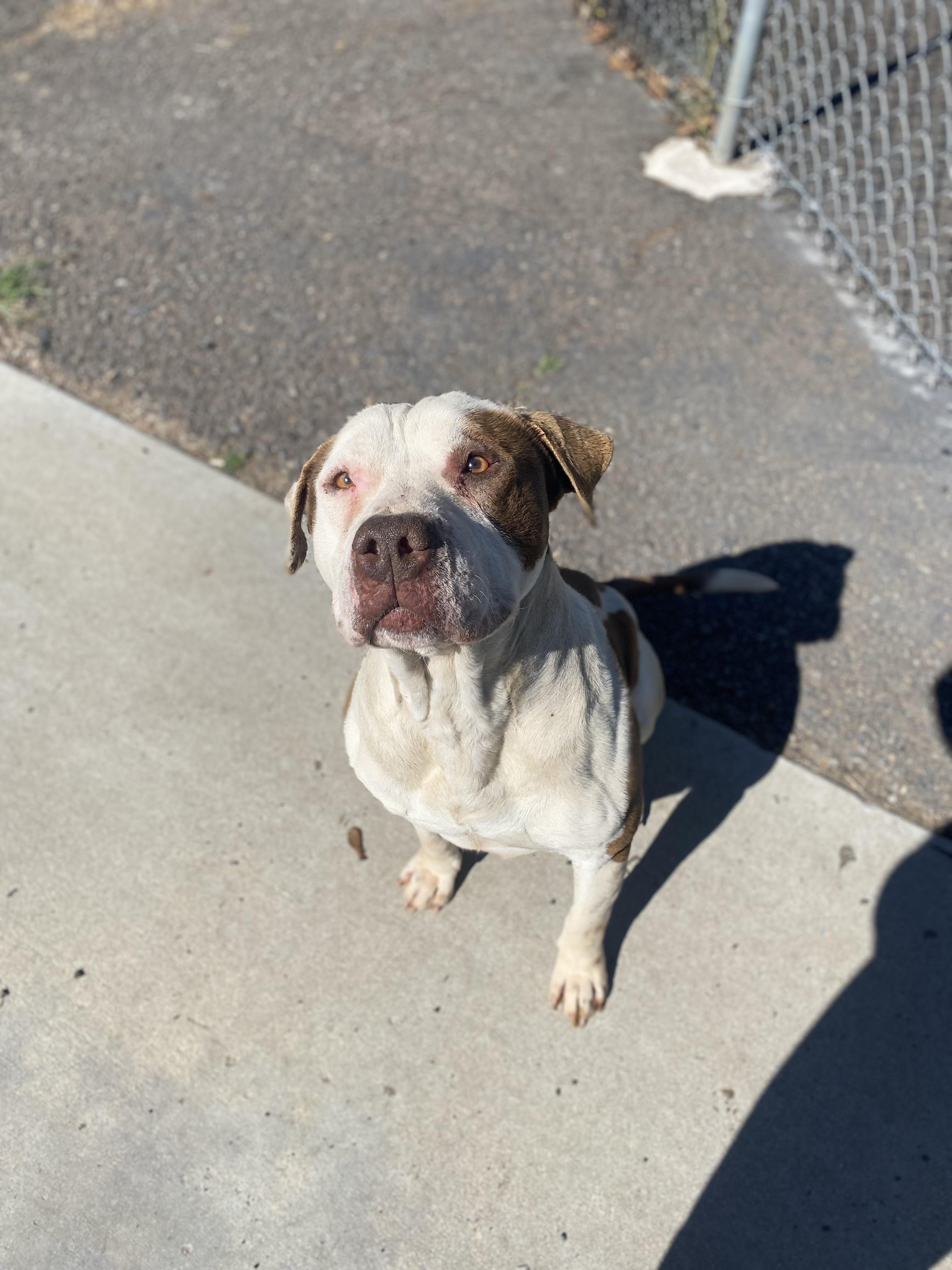 Enlarge Peterbilt, a Adopted mixed breed in Yreka, CA image 2/3
