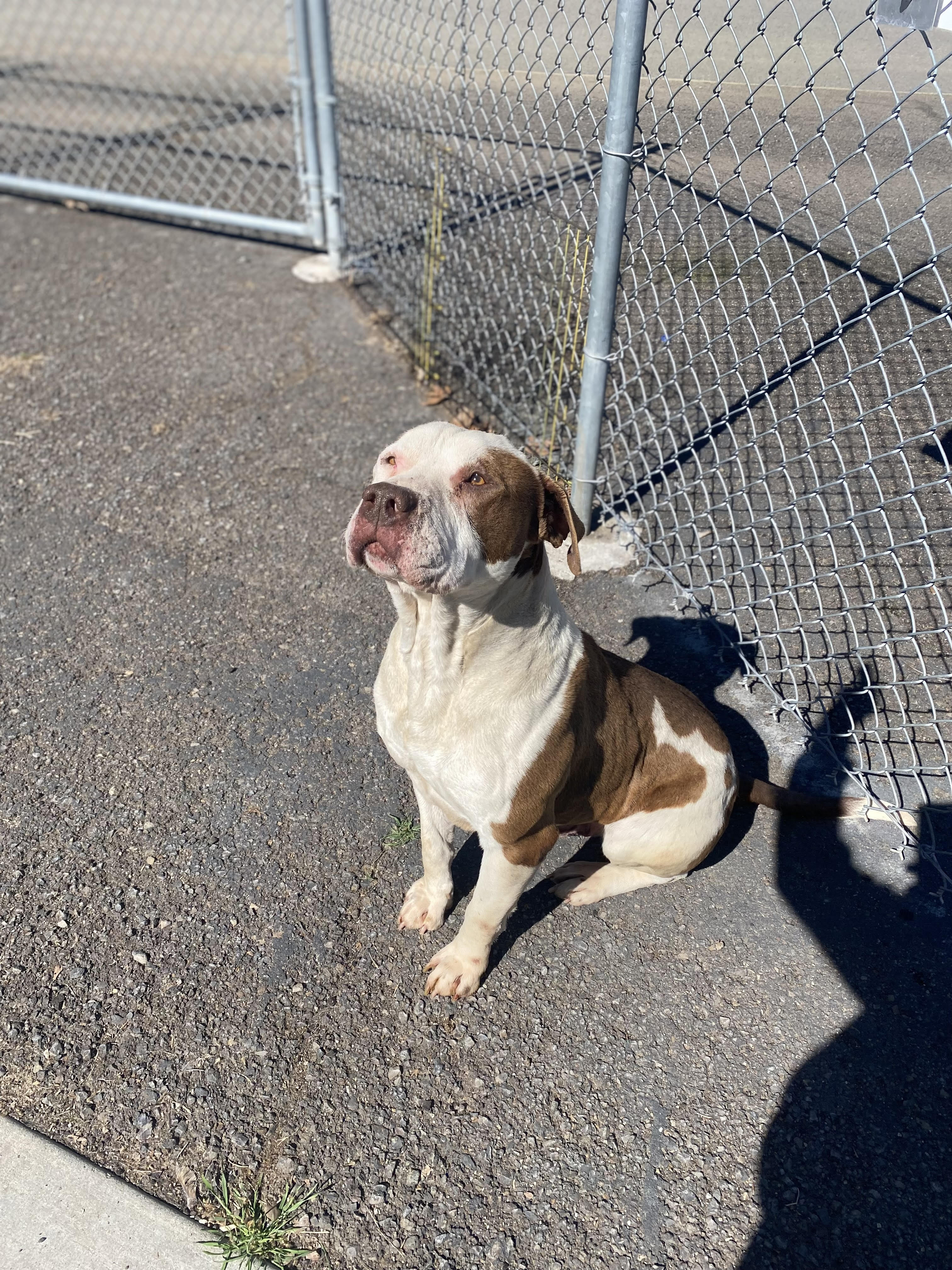Enlarge Peterbilt, a Adopted mixed breed in Yreka, CA image 3/3