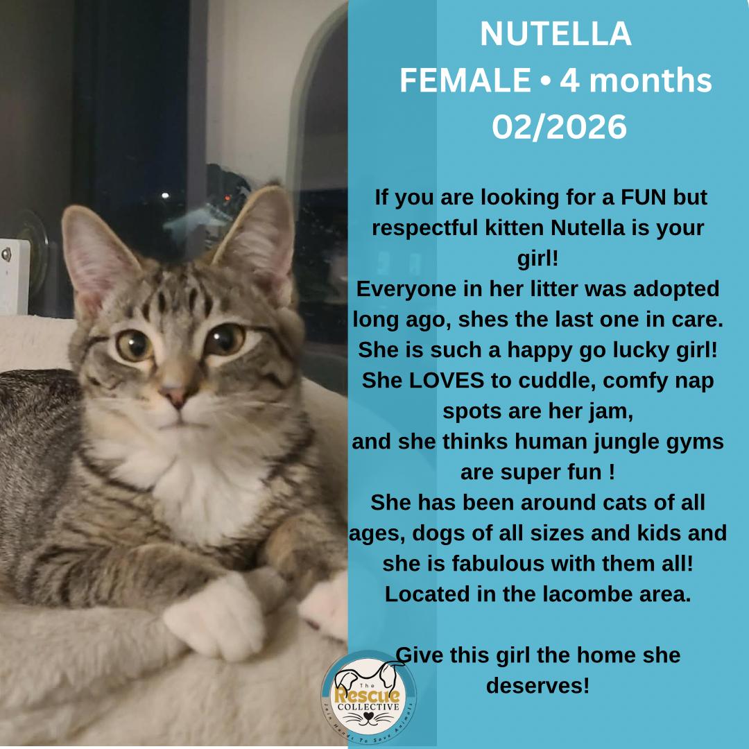 Enlarge Nutella, a ADOPTABLE Tabby in Clive, AB image 1/1