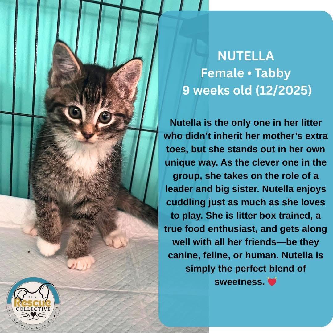 Enlarge Nutella, a ADOPTABLE Tabby in Clive, AB image 1/1