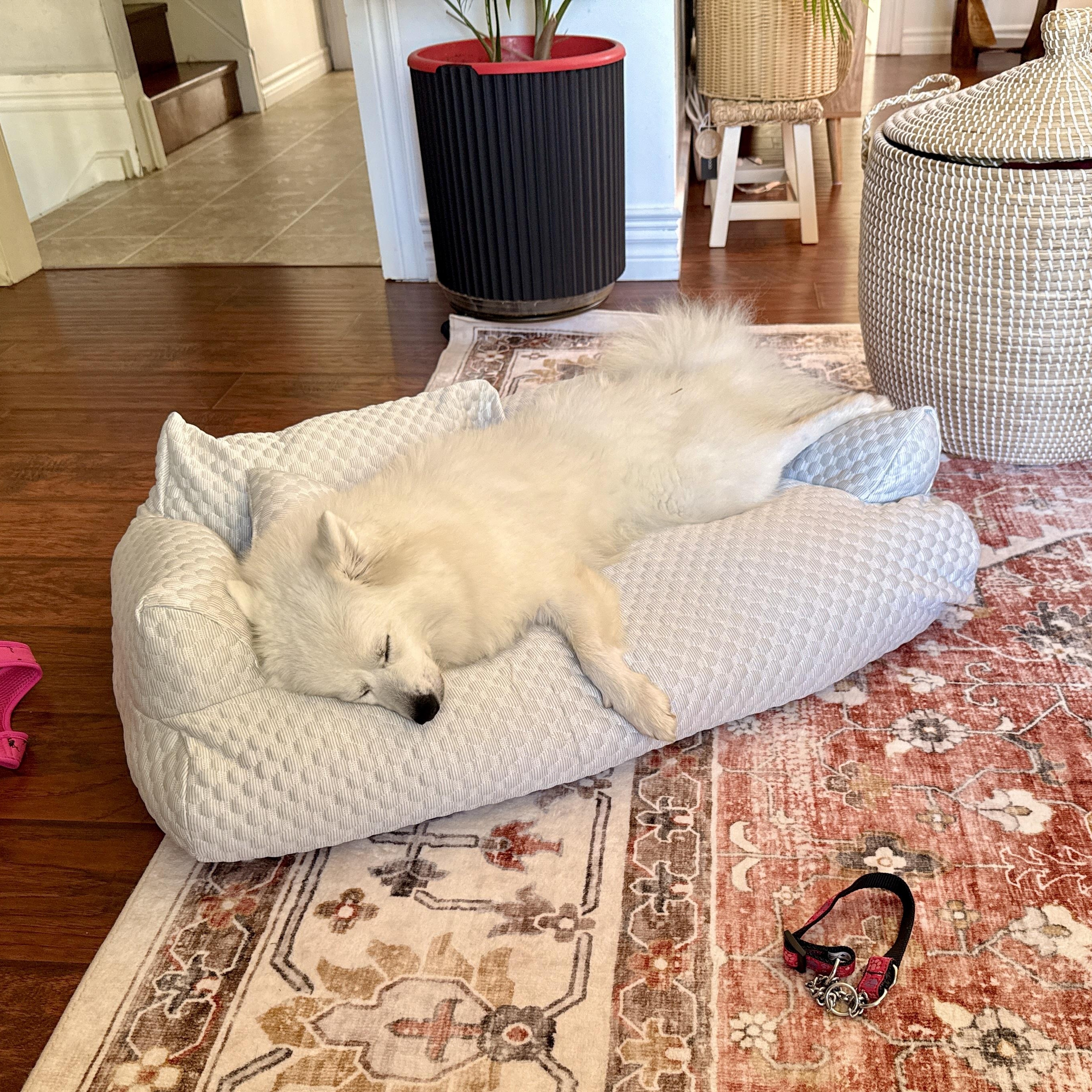 Bella, a ADOPTABLE American Eskimo Dog in Barrie, ON image 2/6
