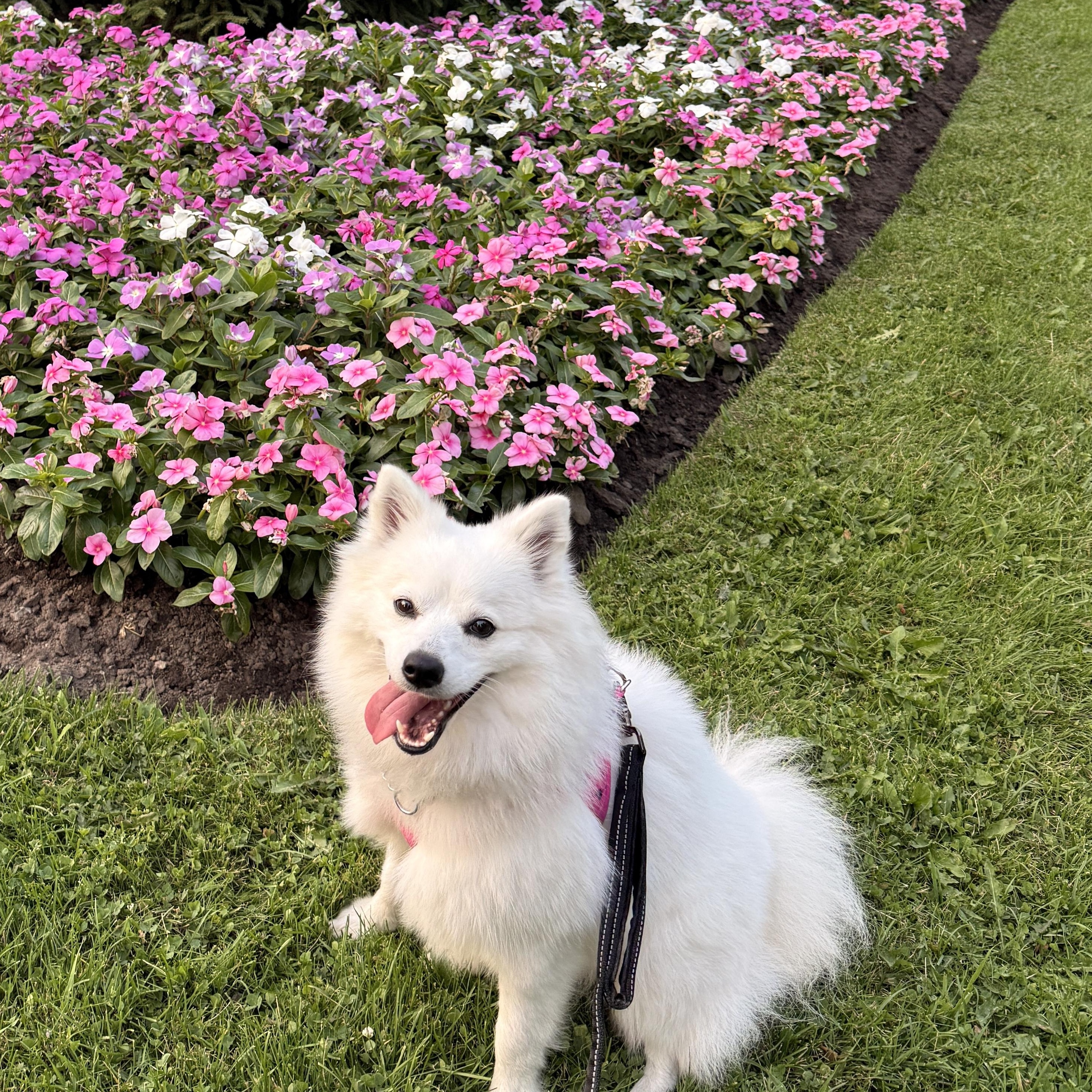 Bella, a ADOPTABLE American Eskimo Dog in Barrie, ON image 4/6
