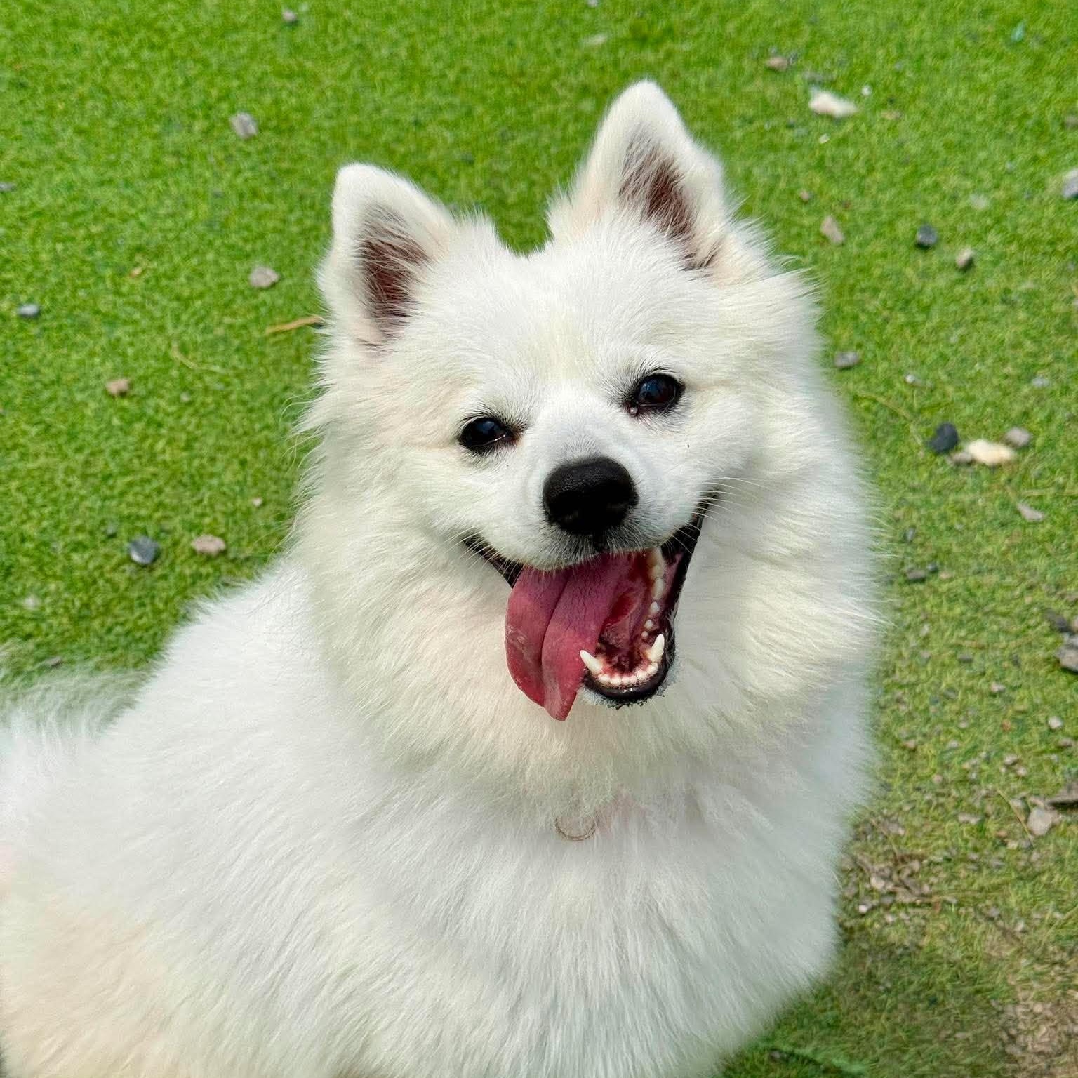Bella, ADOPTABLE, Young Female American Eskimo Dog.