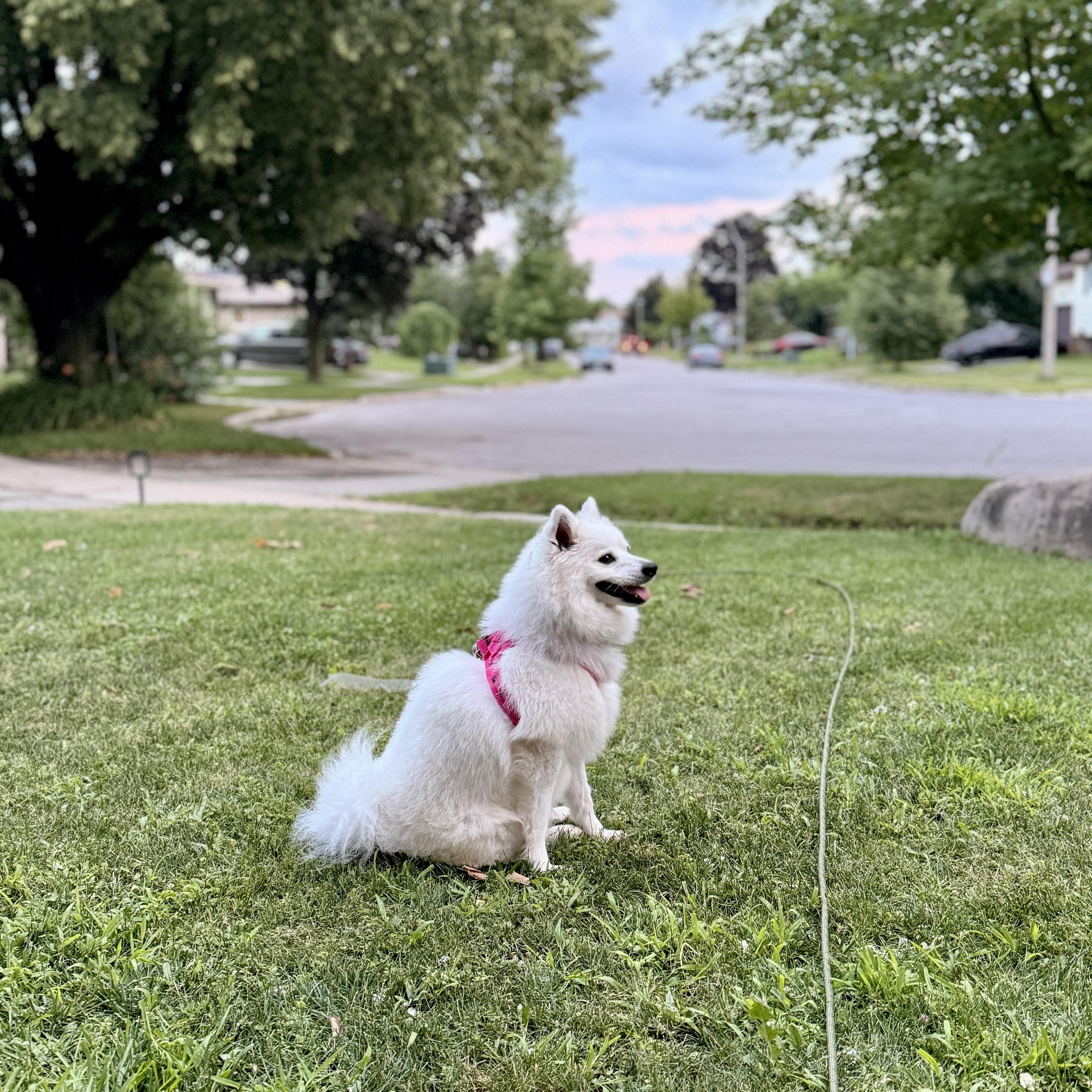 Bella, a ADOPTABLE American Eskimo Dog in Barrie, ON image 3/6