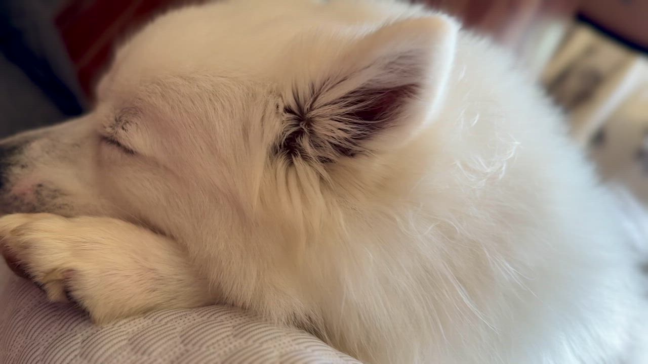 Enlarge Bella, a ADOPTABLE American Eskimo Dog in Barrie, ON video 5/6