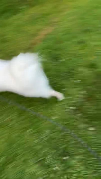 Enlarge Bella, a ADOPTABLE American Eskimo Dog in Barrie, ON video 6/6