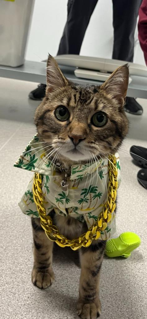 Enlarge Gomez, a Adoptable mixed breed in Minot, ND image 2/6