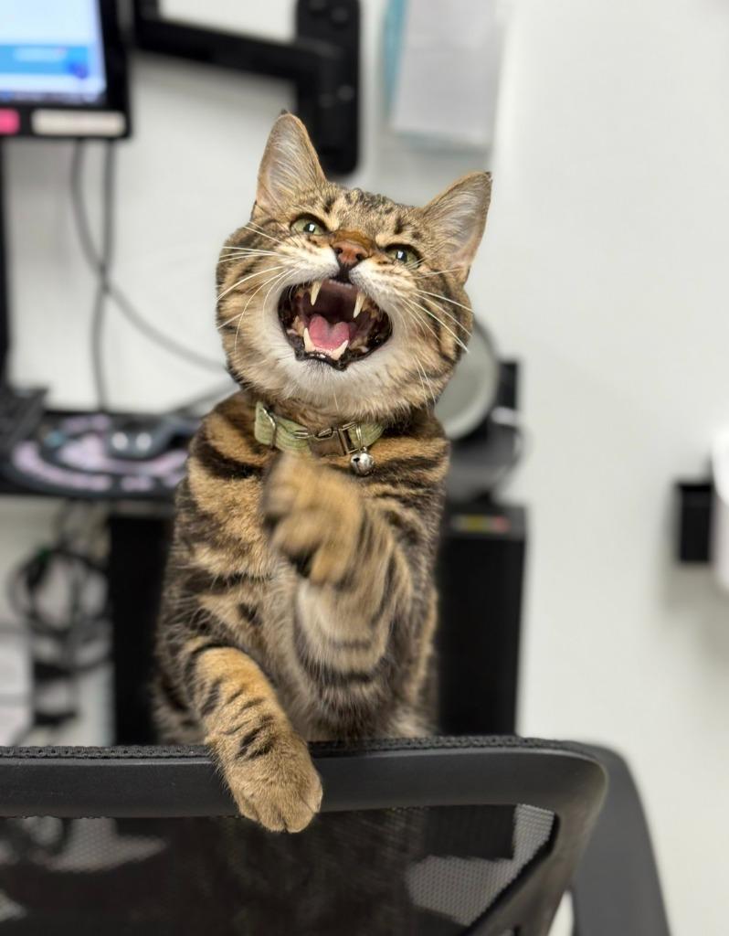 Gomez — thumbnail 3