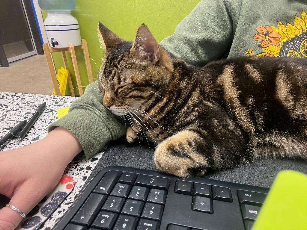 Enlarge Gomez, a Adoptable mixed breed in Minot, ND image 4/6