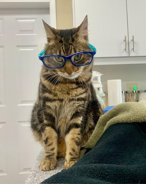 Gomez — thumbnail 5