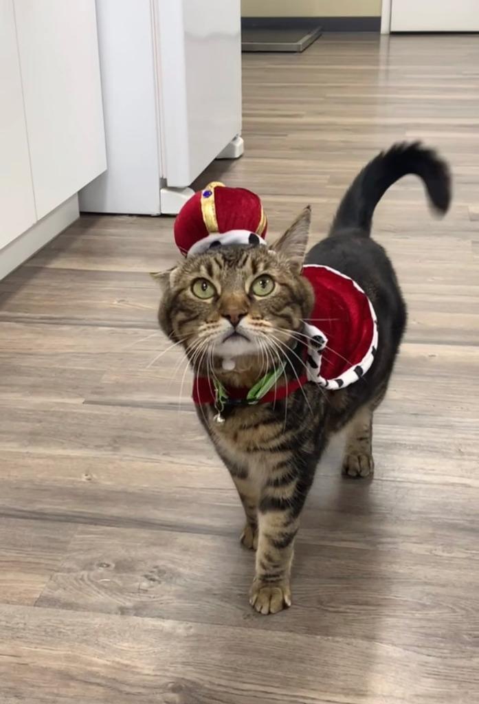 Gomez — thumbnail 6