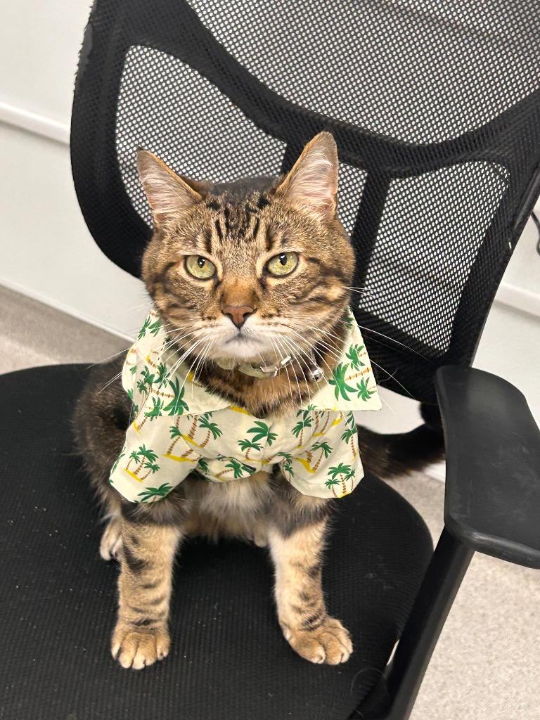 Gomez, Adoptable, Senior Male Domestic Short Hair.