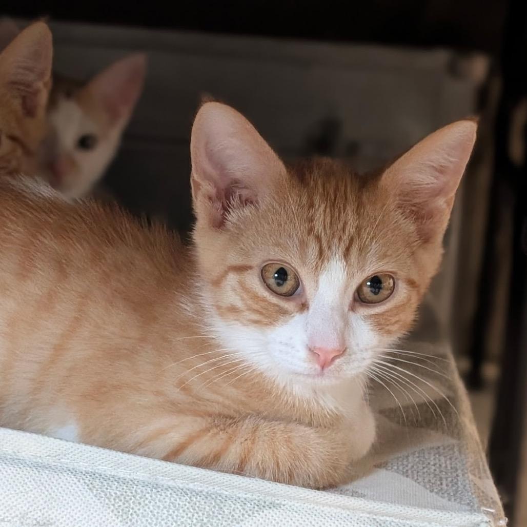 Groot, Adoptable, Kitten Male Domestic Short Hair.