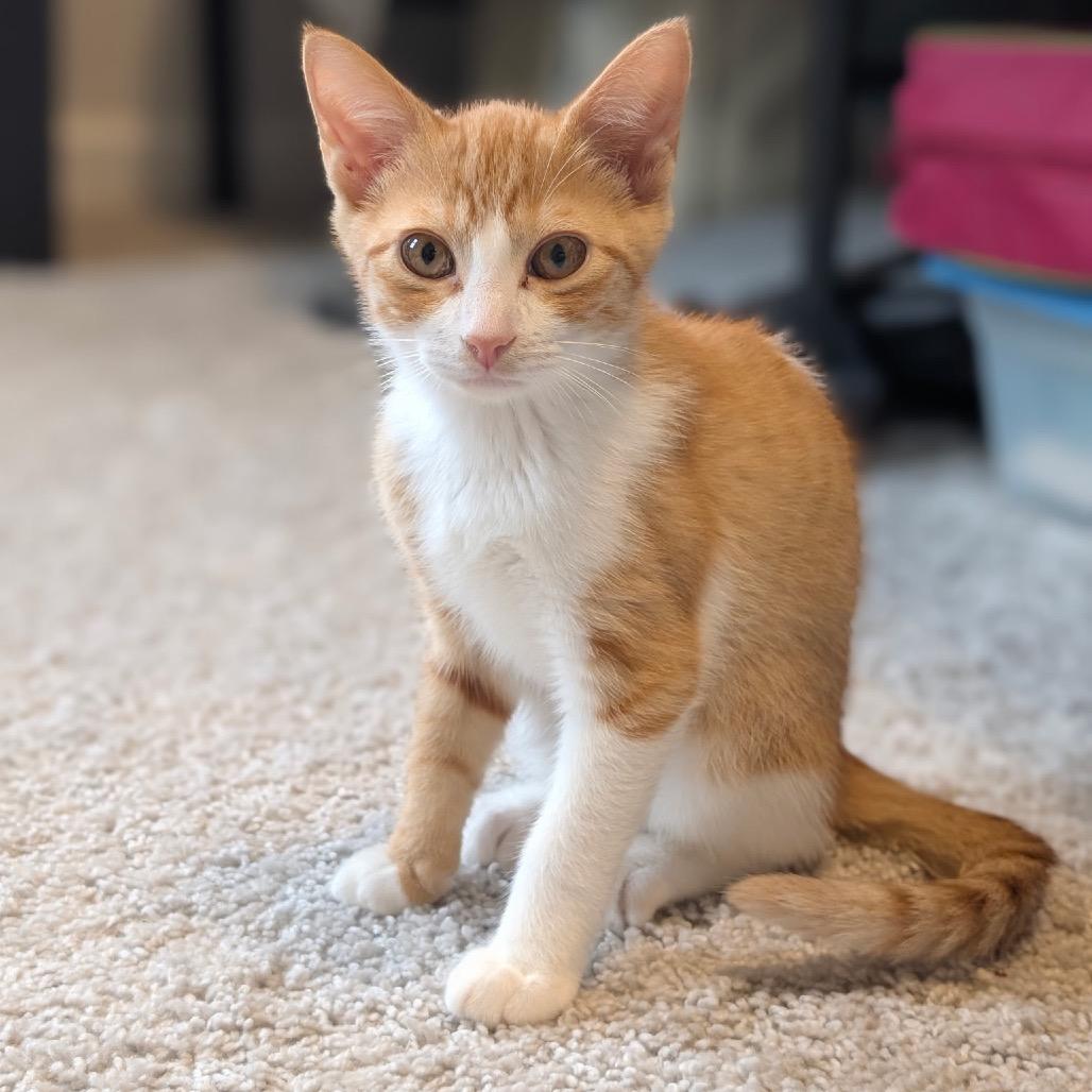 Groot, a Adoptable Domestic Short Hair in Raleigh, NC image 2/2