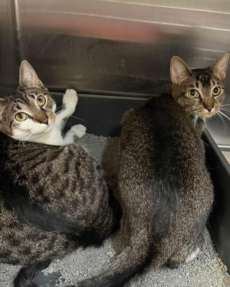 Mold, Dumptruck, Junky , ADOPTABLE, Young Female Domestic Short Hair.