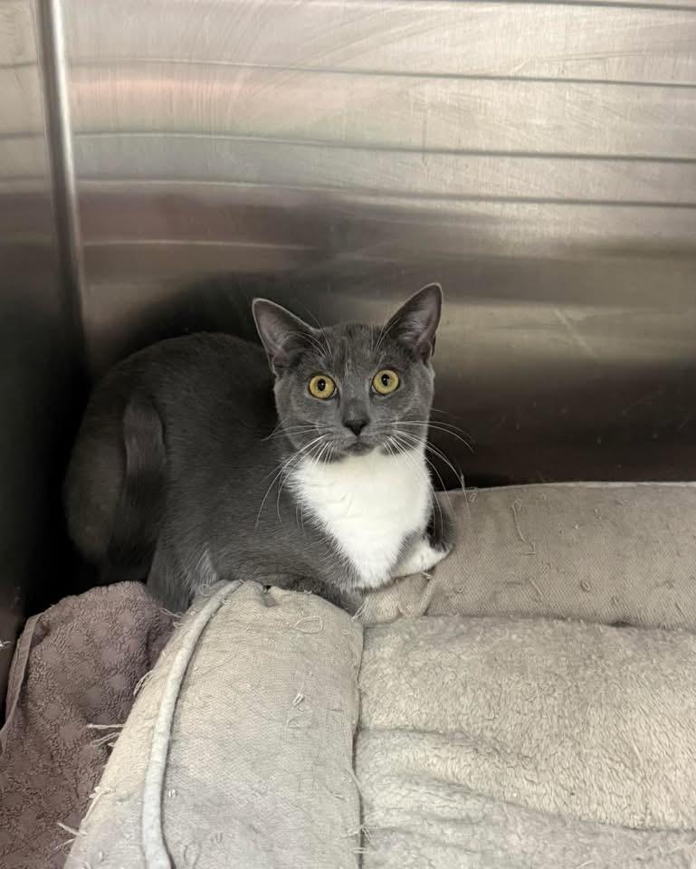 Enlarge Mold, Dumptruck, Junky , a ADOPTABLE Domestic Short Hair in Howes Cave, NY image 1/2