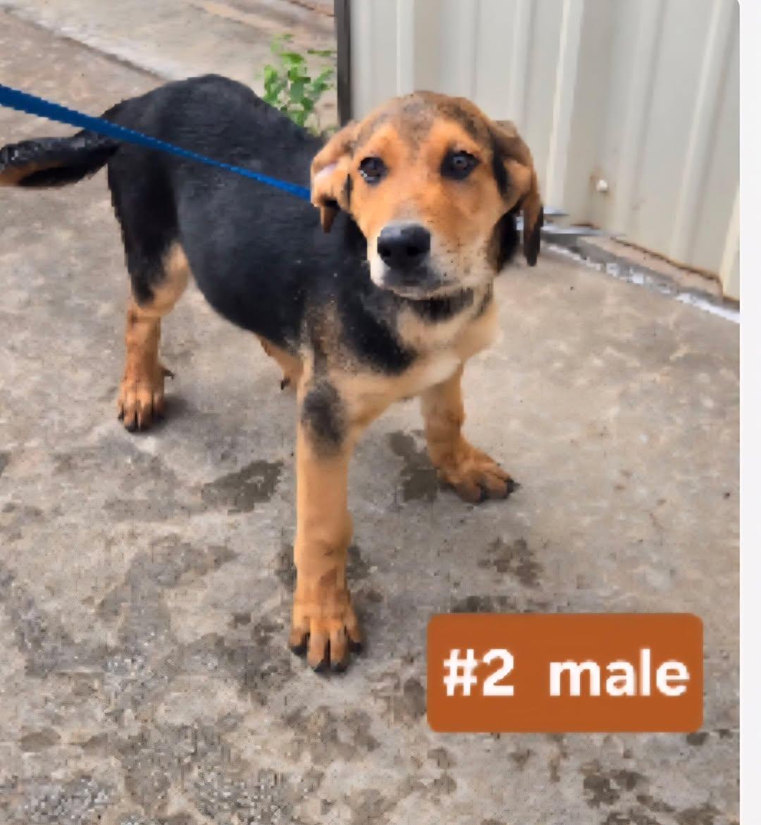 Apollo, Adoptable, Puppy Male Black and Tan Coonhound.
