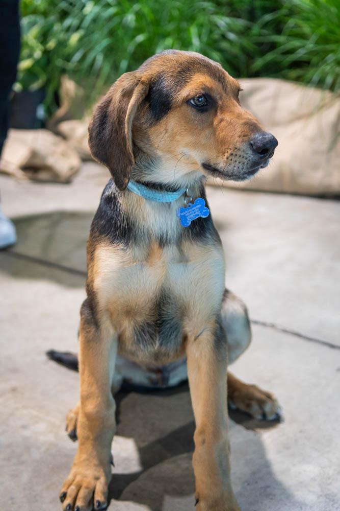 Enlarge Apollo, a Adoptable mixed breed in TULSA, OK image 2/6