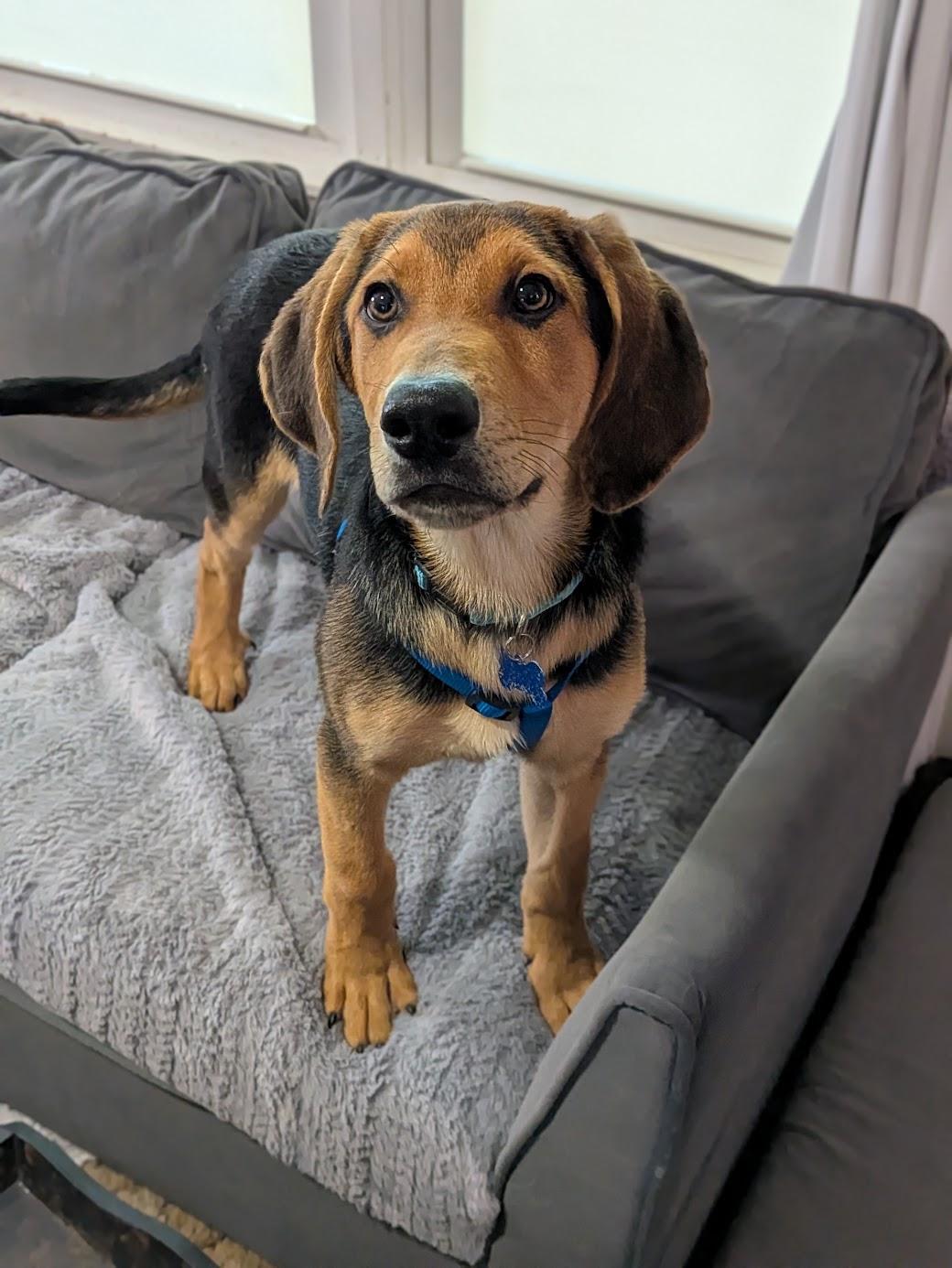 Apollo, Adoptable, Puppy Male Black and Tan Coonhound & Doberman Pinscher.