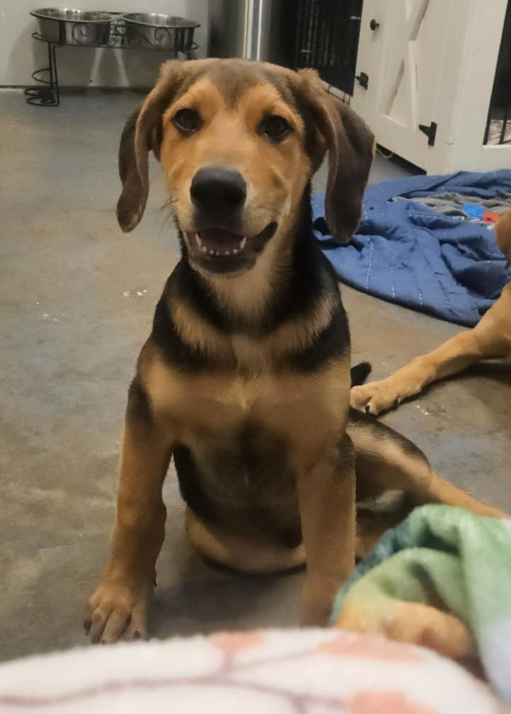 Enlarge Apollo, a Adoptable mixed breed in TULSA, OK image 5/6