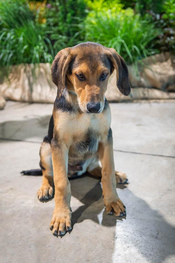 Enlarge Apollo, a Adoptable mixed breed in TULSA, OK image 6/6