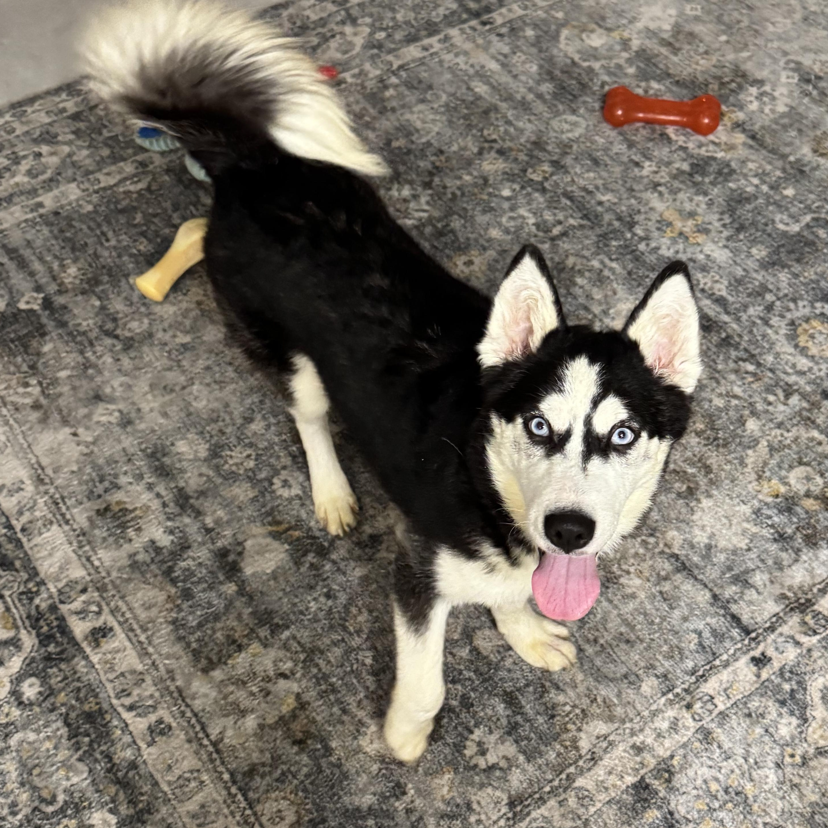 Dakota, an adoptable Husky in Key West, FL, 33040 | Photo Image 1