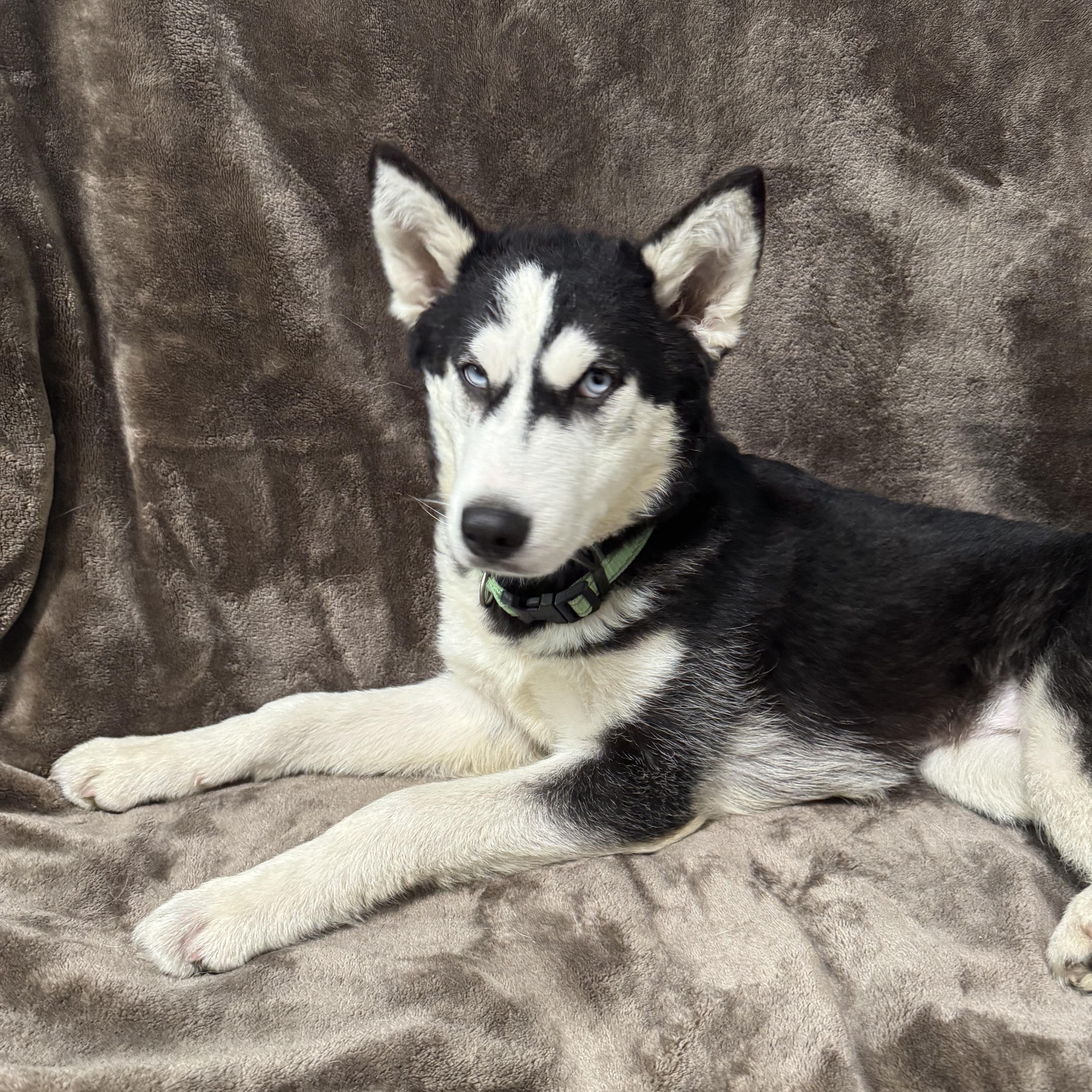Dakota, an adoptable Husky in Key West, FL, 33040 | Photo Image 3
