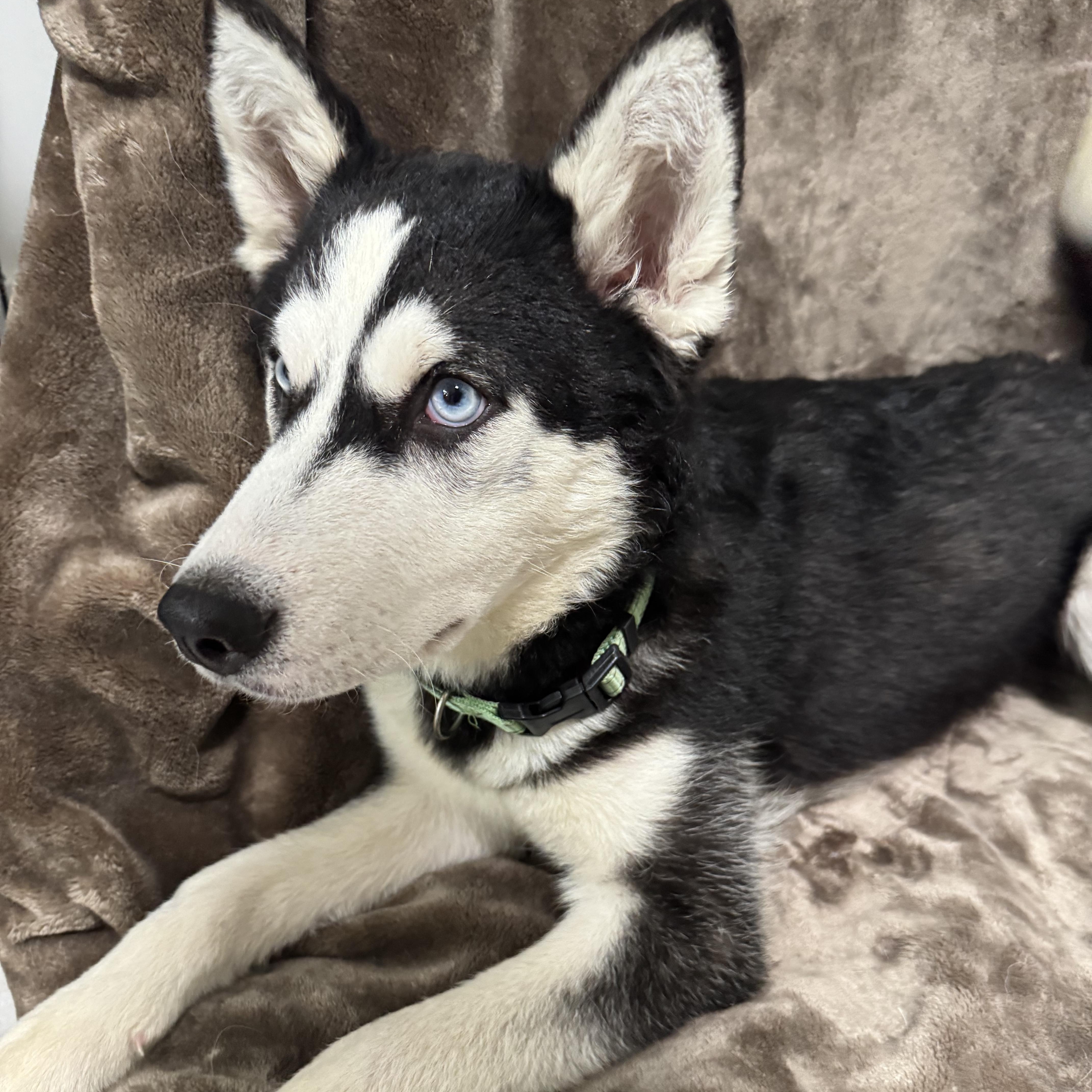Dakota, an adoptable Husky in Key West, FL, 33040 | Photo Image 4