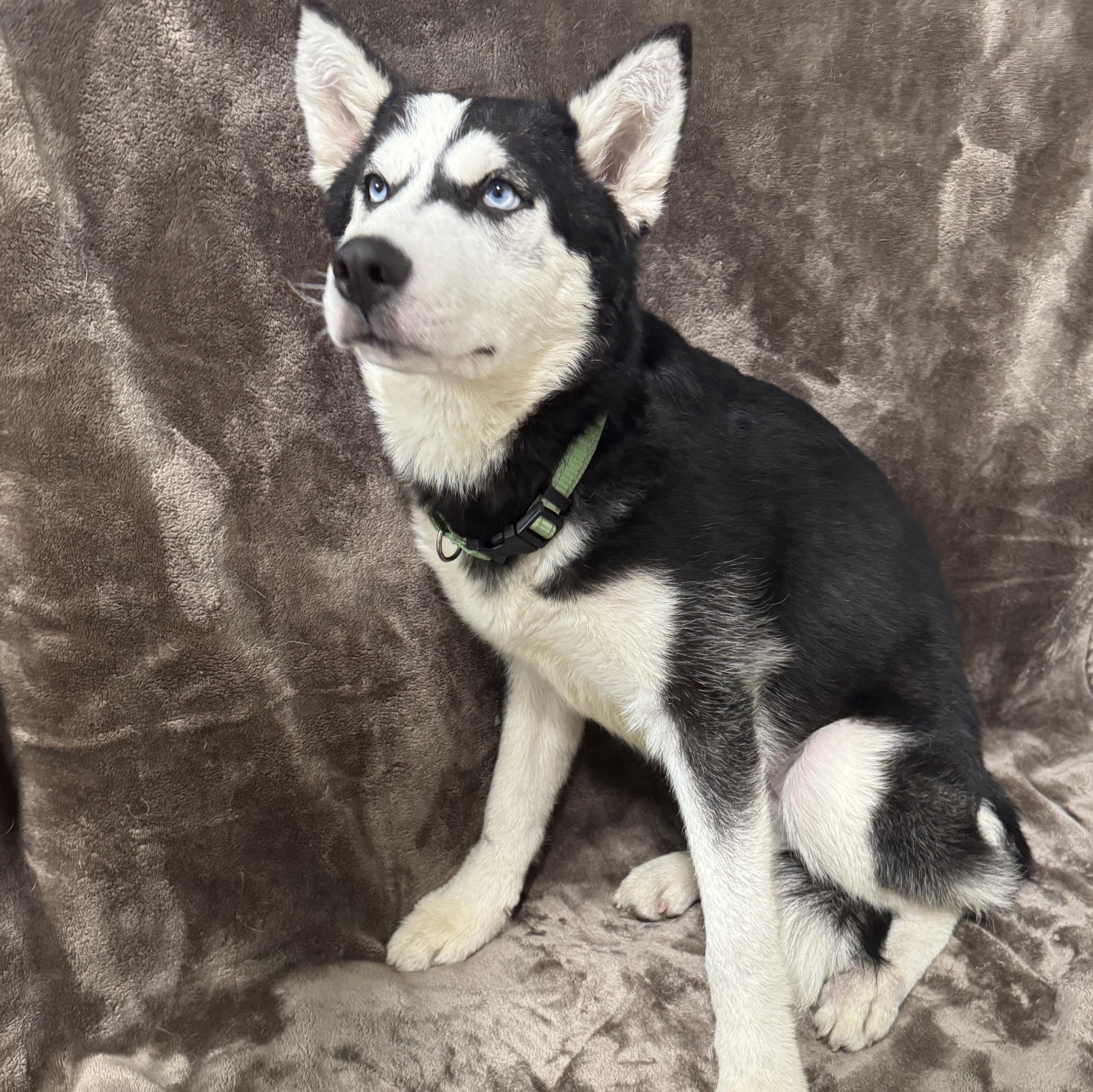 Dakota, an adoptable Husky in Key West, FL, 33040 | Photo Image 2