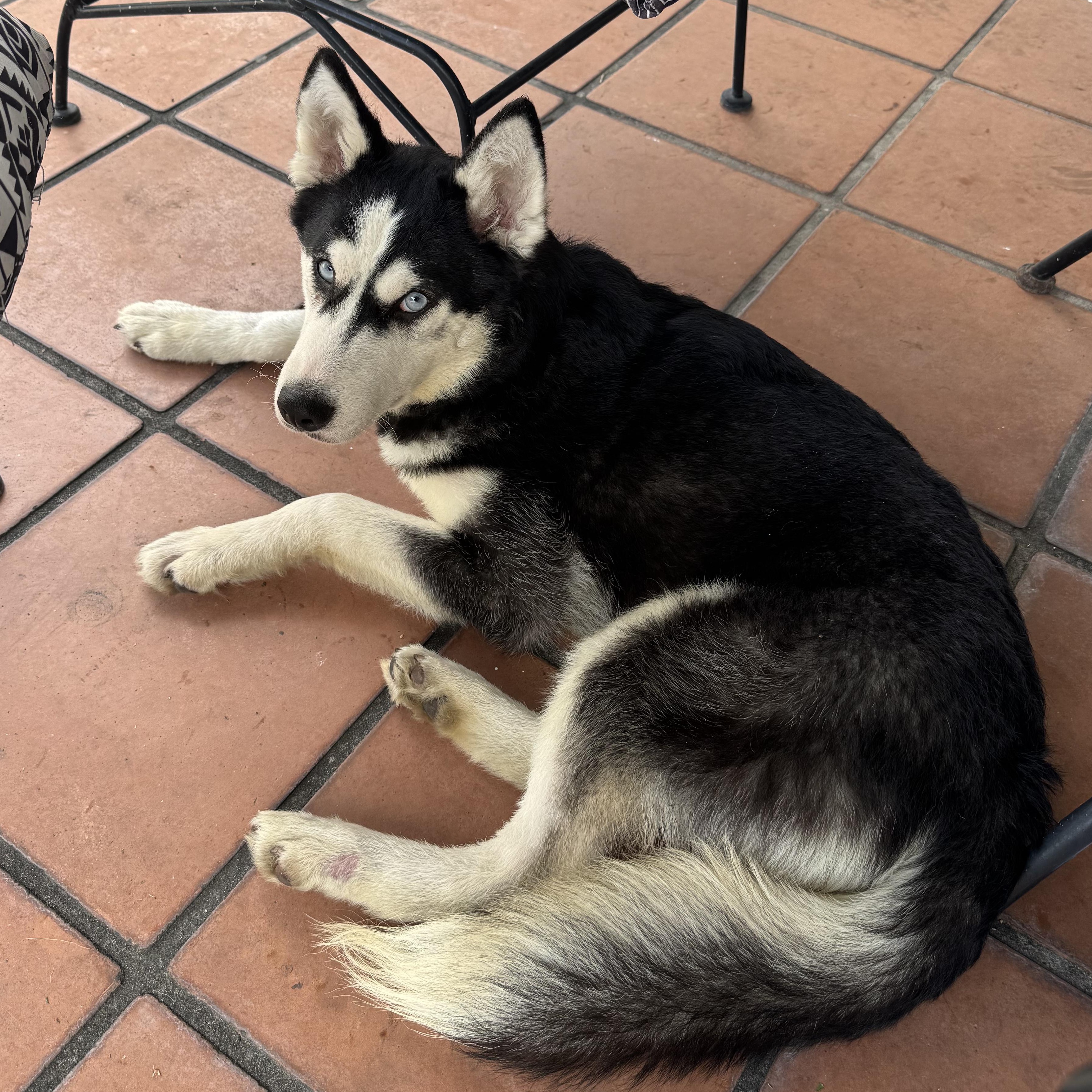 Dakota, an adoptable Husky in Key West, FL, 33040 | Photo Image 5