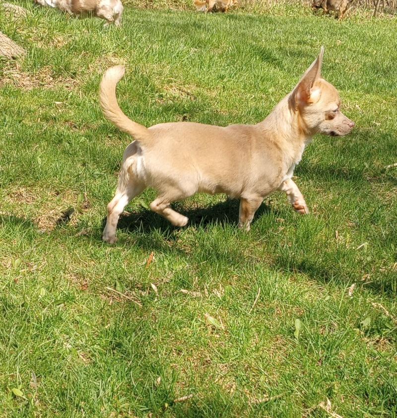 Iris, an adoptable Chihuahua in Bancroft, ON, K0L 1C0 | Photo Image 3