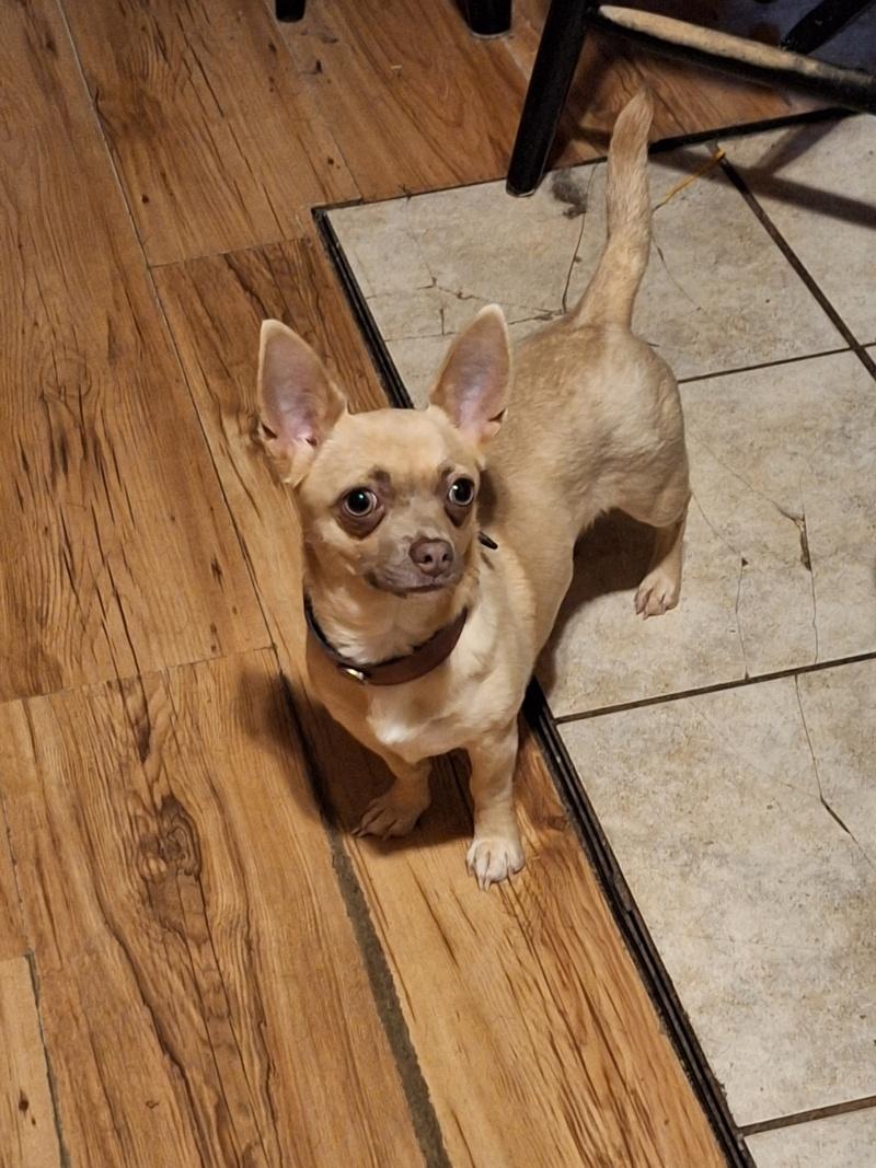 Iris, an adoptable Chihuahua in Bancroft, ON, K0L 1C0 | Photo Image 4