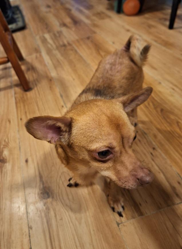 Iris, an adoptable Chihuahua in Bancroft, ON, K0L 1C0 | Photo Image 1