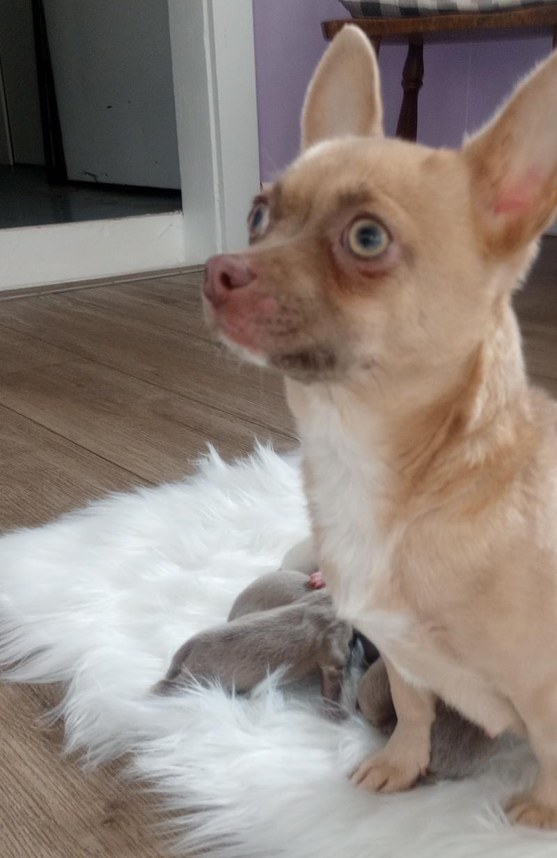 Iris, an adoptable Chihuahua in Bancroft, ON, K0L 1C0 | Photo Image 2
