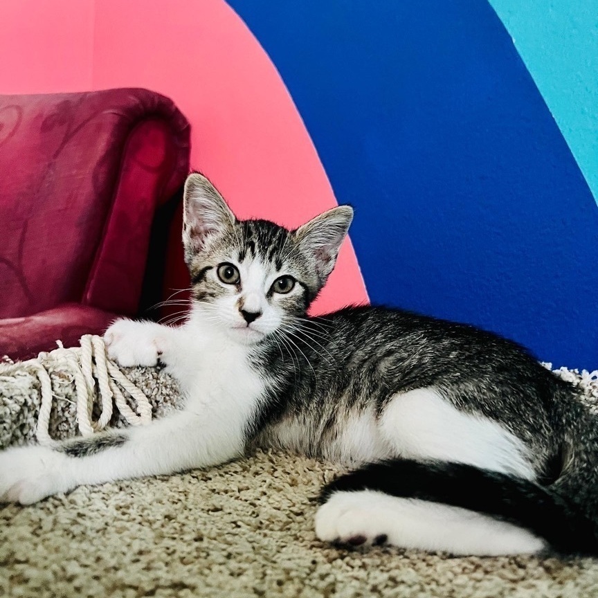 Esrella, Adopted, Kitten Female Domestic Short Hair.