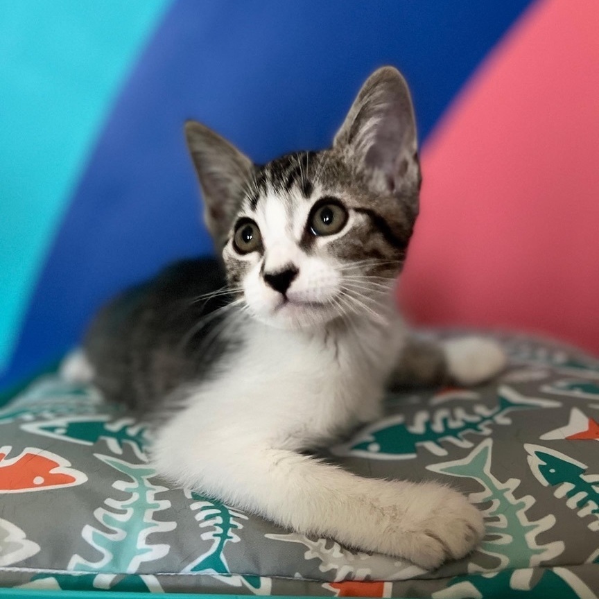 Enlarge Esrella, a Adopted Domestic Short Hair in Indio, CA image 2/12