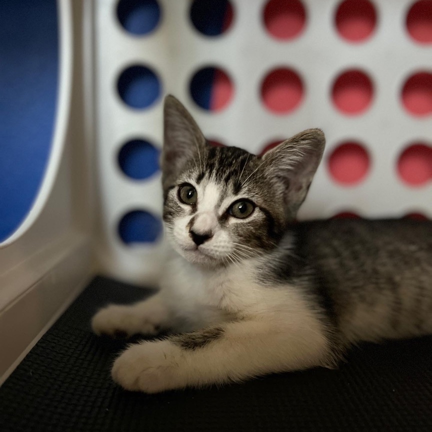 Enlarge Esrella, a Adopted Domestic Short Hair in Indio, CA image 4/12