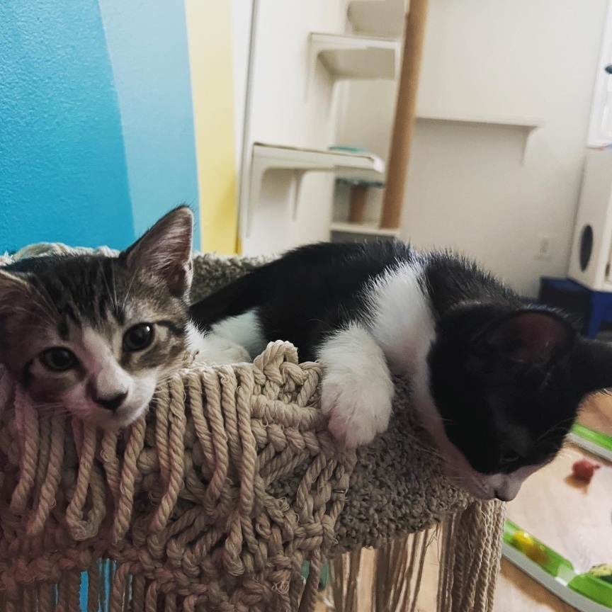 Enlarge Esrella, a Adopted Domestic Short Hair in Indio, CA image 5/12