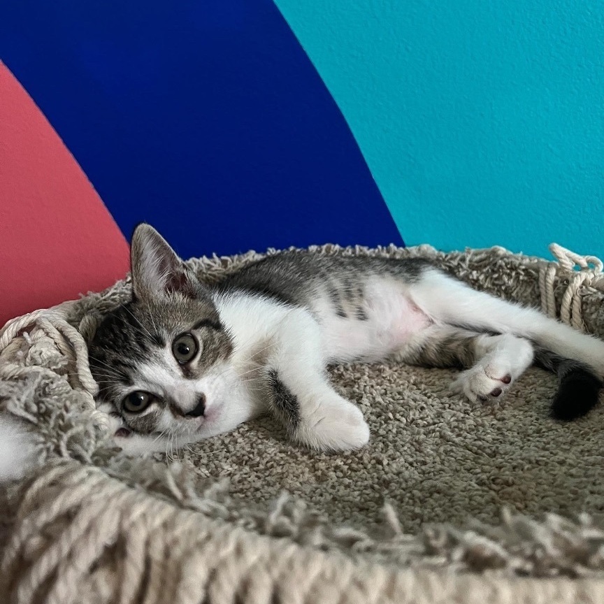 Enlarge Esrella, a Adopted Domestic Short Hair in Indio, CA image 6/12