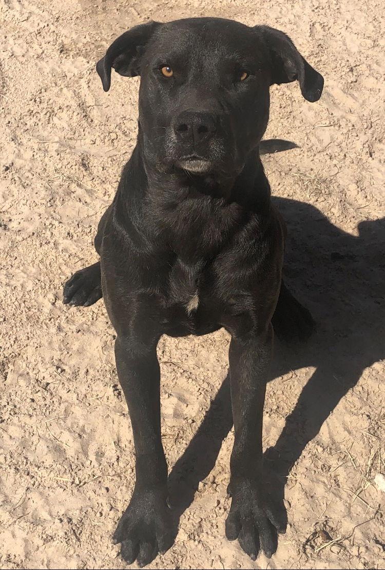 Enlarge Scout, a Adoptable Labrador Retriever in Gun Barrel City, TX image 2/5