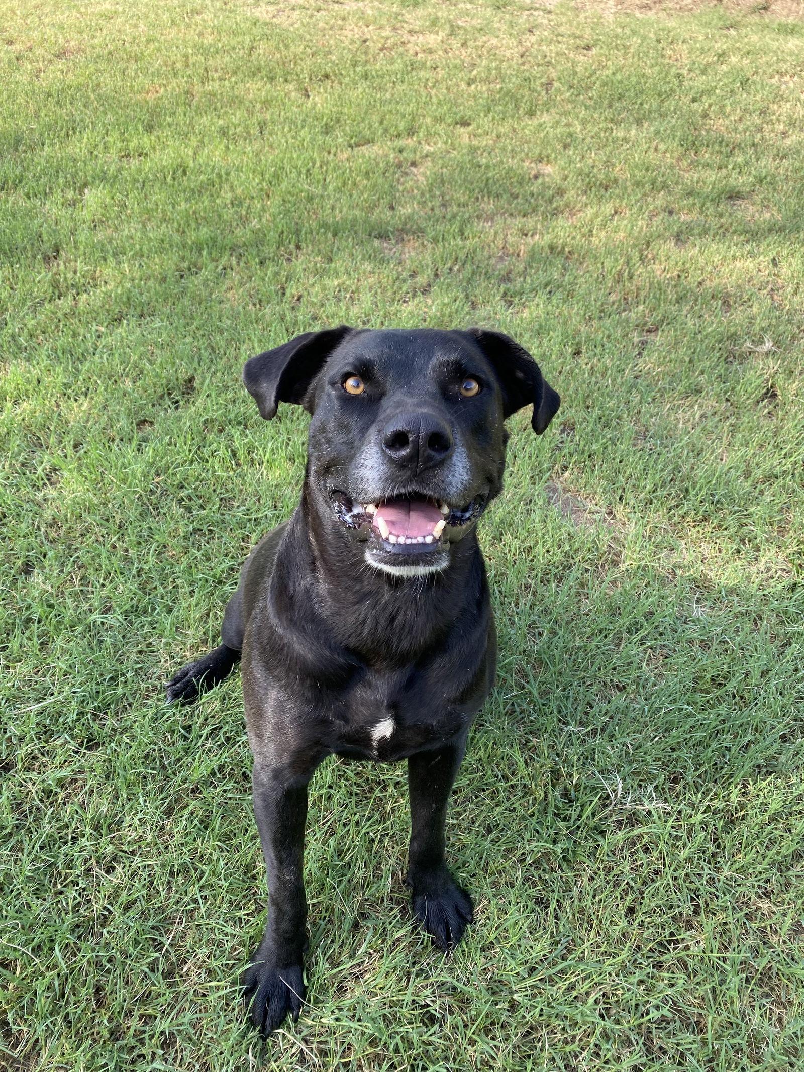 Enlarge Scout, a Adoptable Labrador Retriever in Gun Barrel City, TX image 3/5