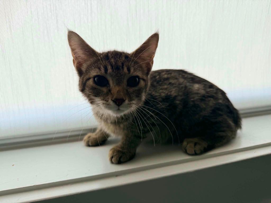 Hot Tamale, Adoptable, Kitten Female Domestic Short Hair.