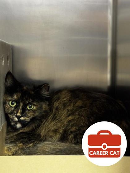 Enlarge Rita, a Adoptable mixed breed in Roseville, CA image 1/1