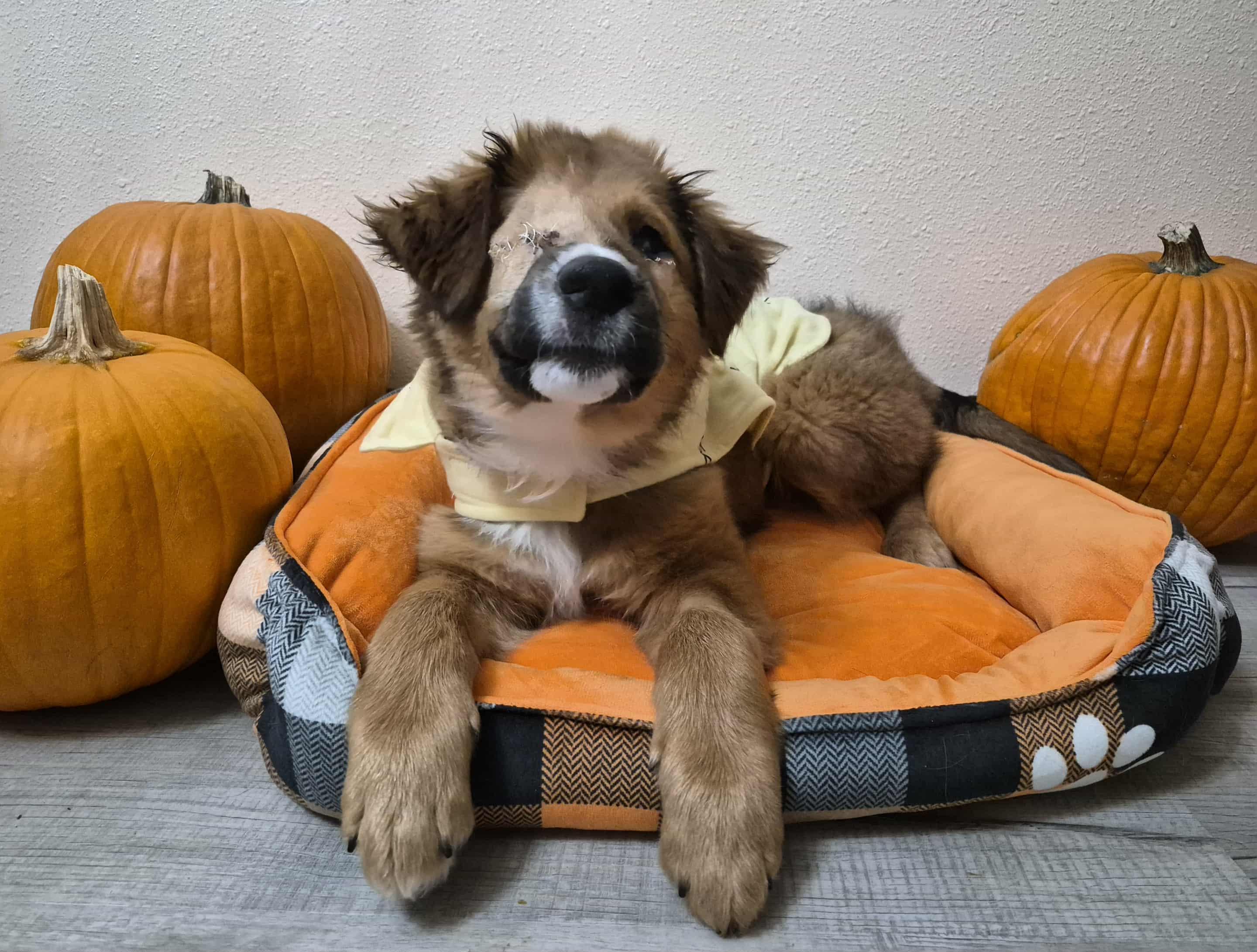 Enlarge Bear, an adoptable mixed breed in Otis, OR image 5/5