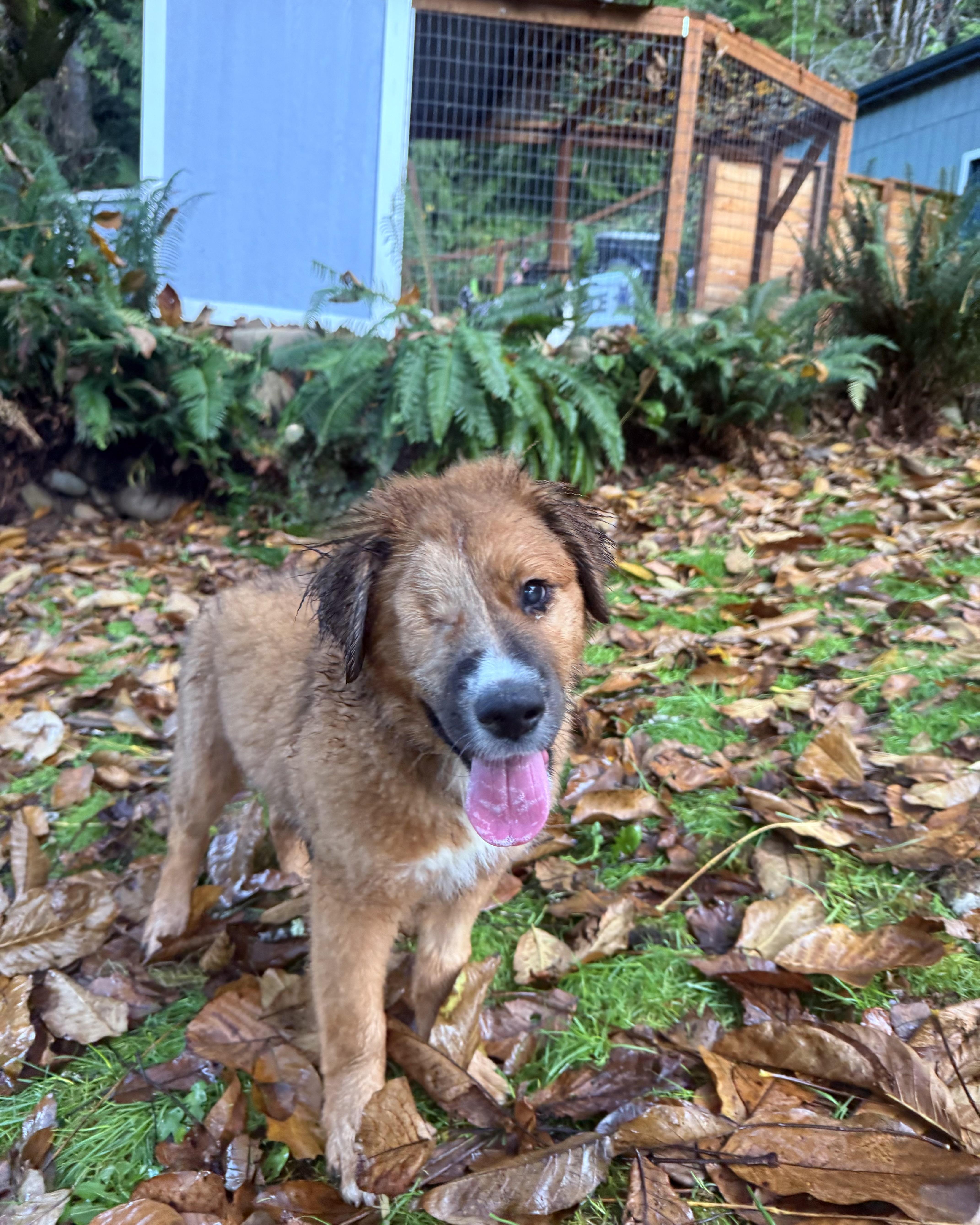 Enlarge Bear, an adoptable mixed breed in Otis, OR image 1/5