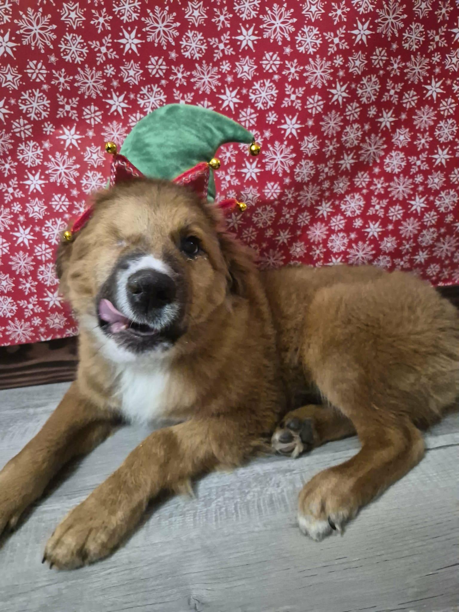 Enlarge Bear, an adoptable mixed breed in Otis, OR image 2/5