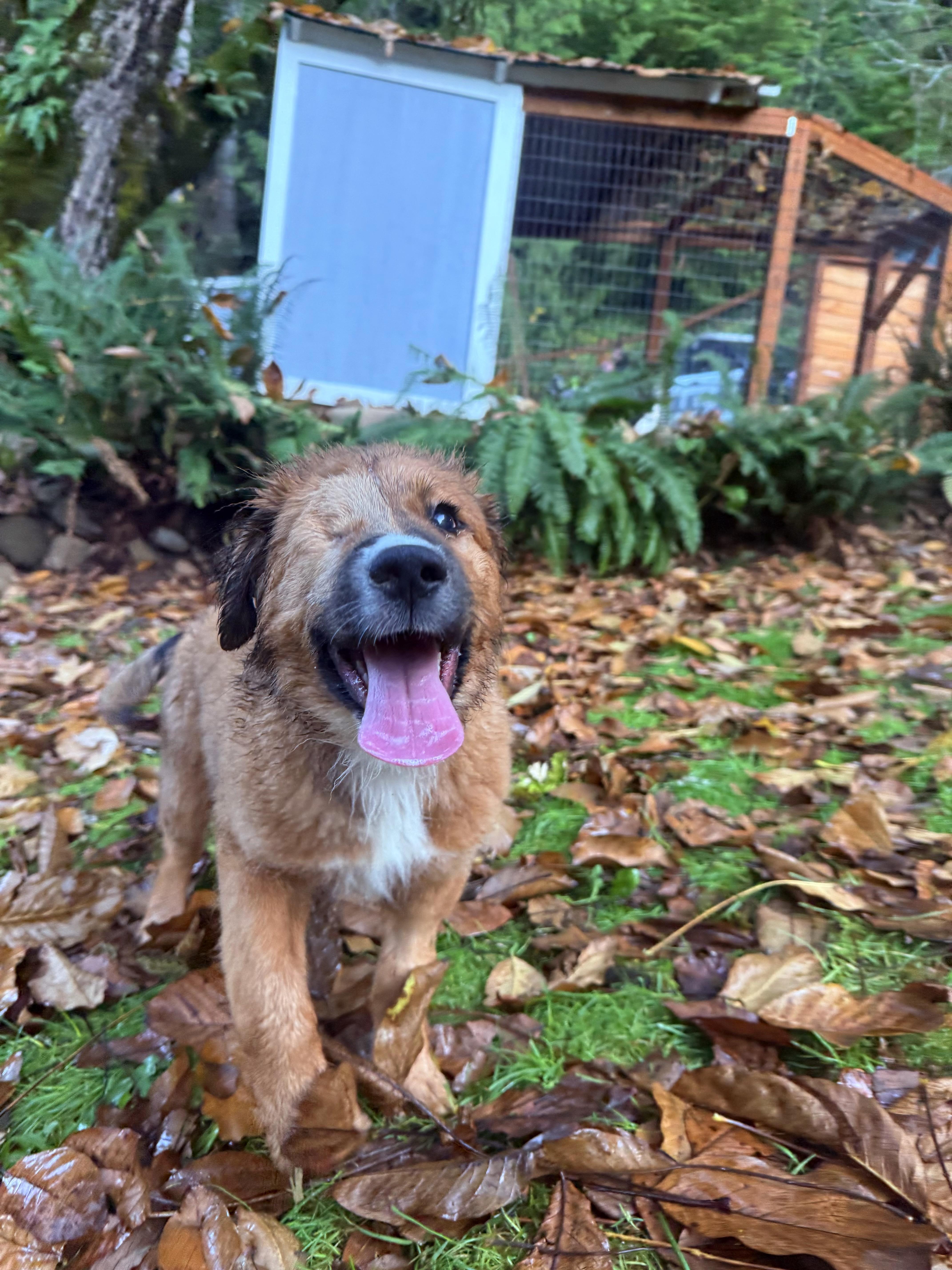 Enlarge Bear, an adoptable mixed breed in Otis, OR image 3/5