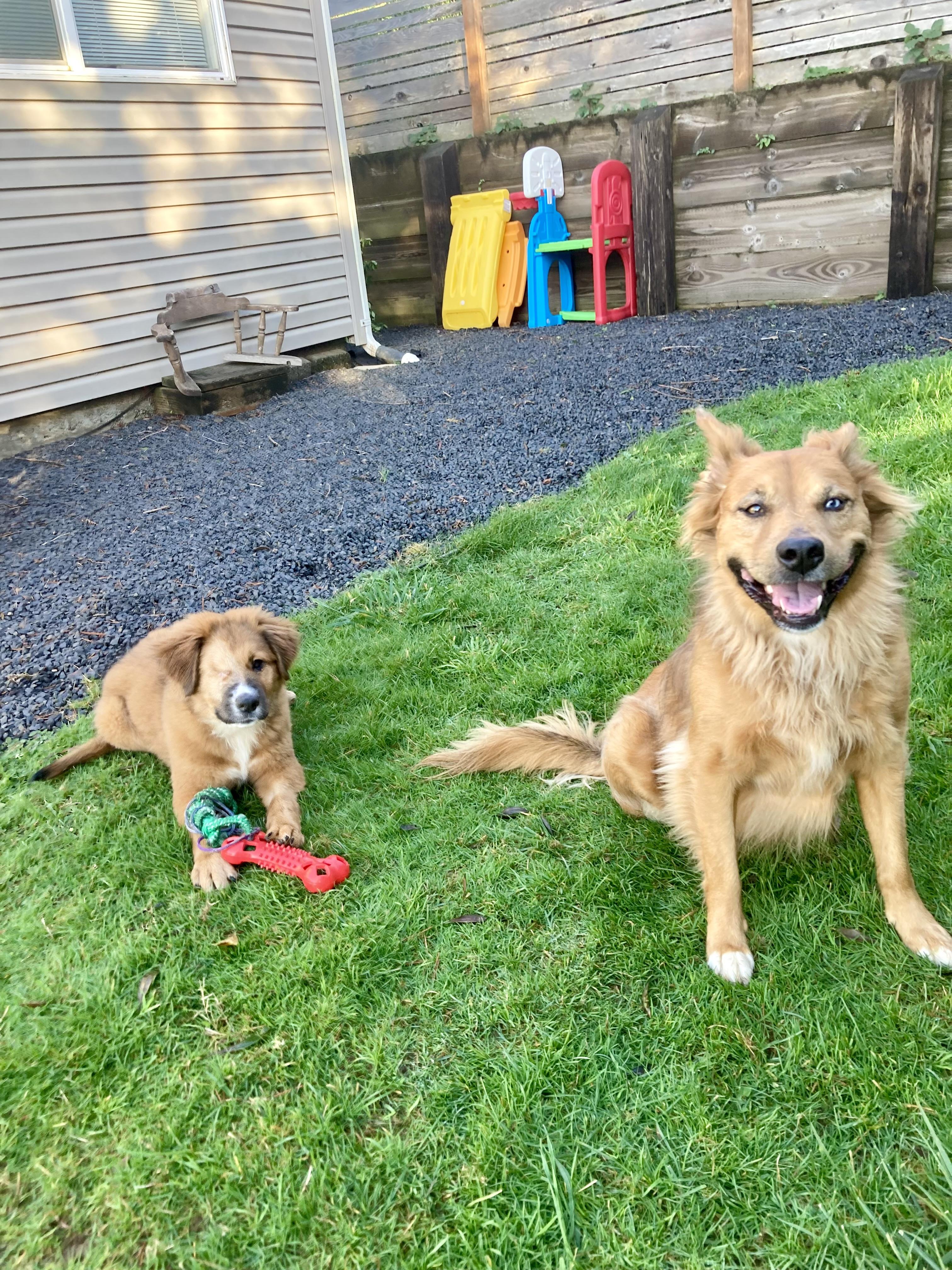 Enlarge Bear, an adoptable mixed breed in Otis, OR image 4/5