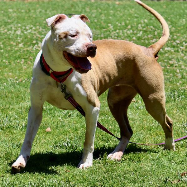 Aloha, Adoptable, Senior Female Pit Bull Terrier.