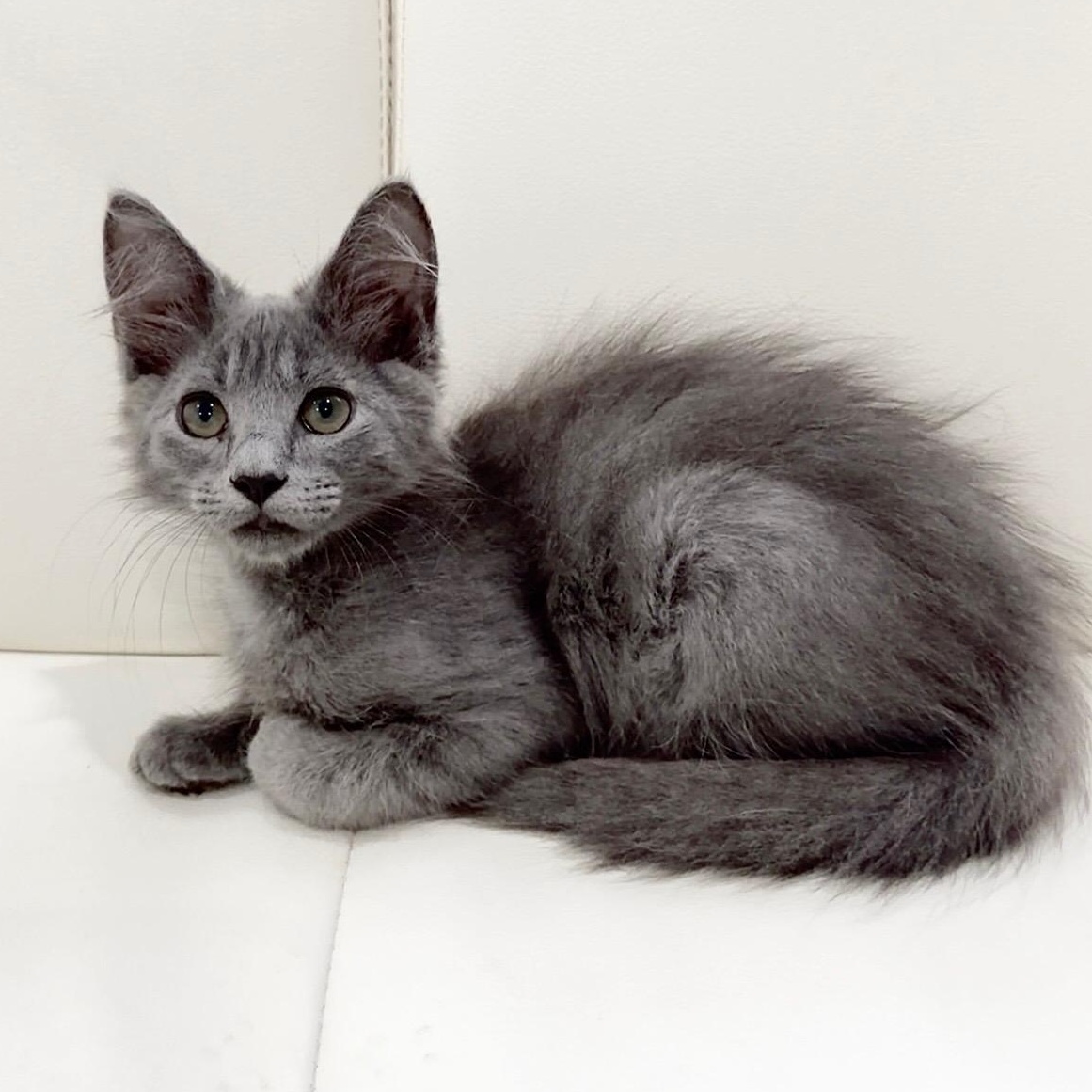 Enlarge Koa, an adopted mixed breed in Springfield, MA image 2/3